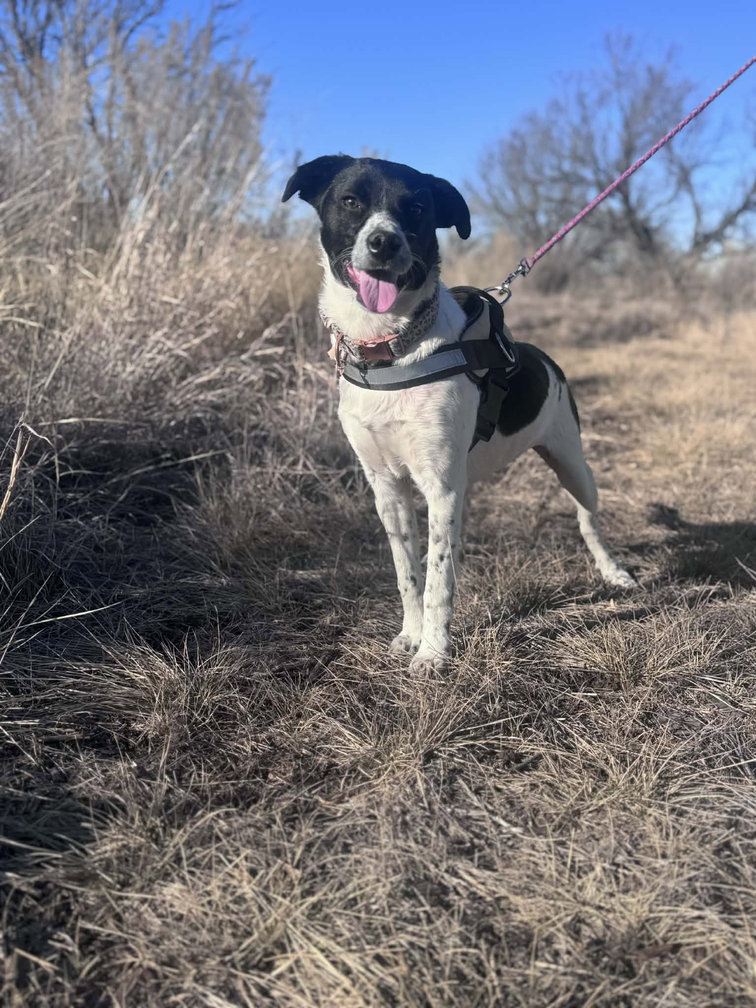 Cookie - Spaniel / Border Collie / Mixed (medium coat)