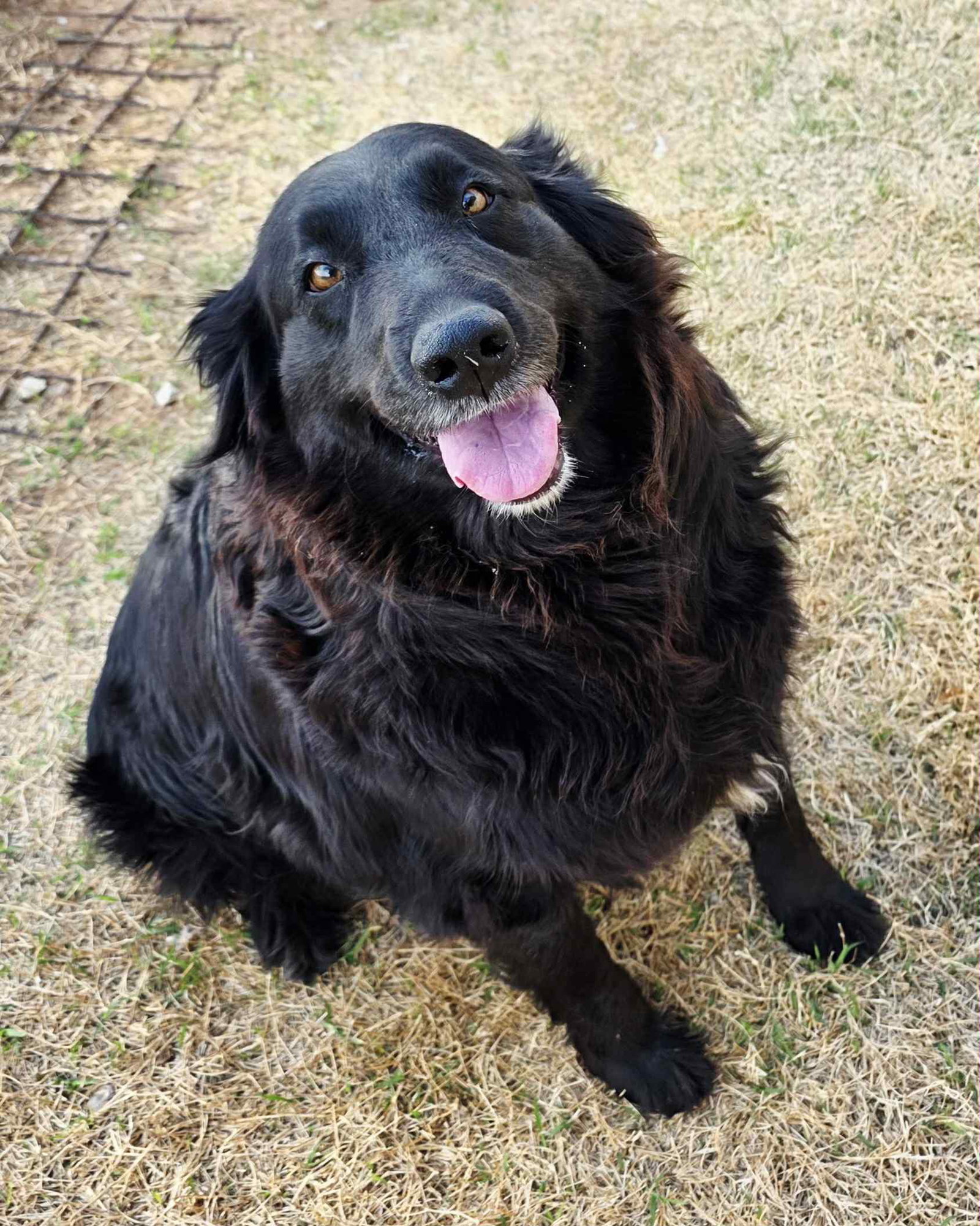 Tokyo - Labrador Retriever / Retriever / Mixed (medium coat)