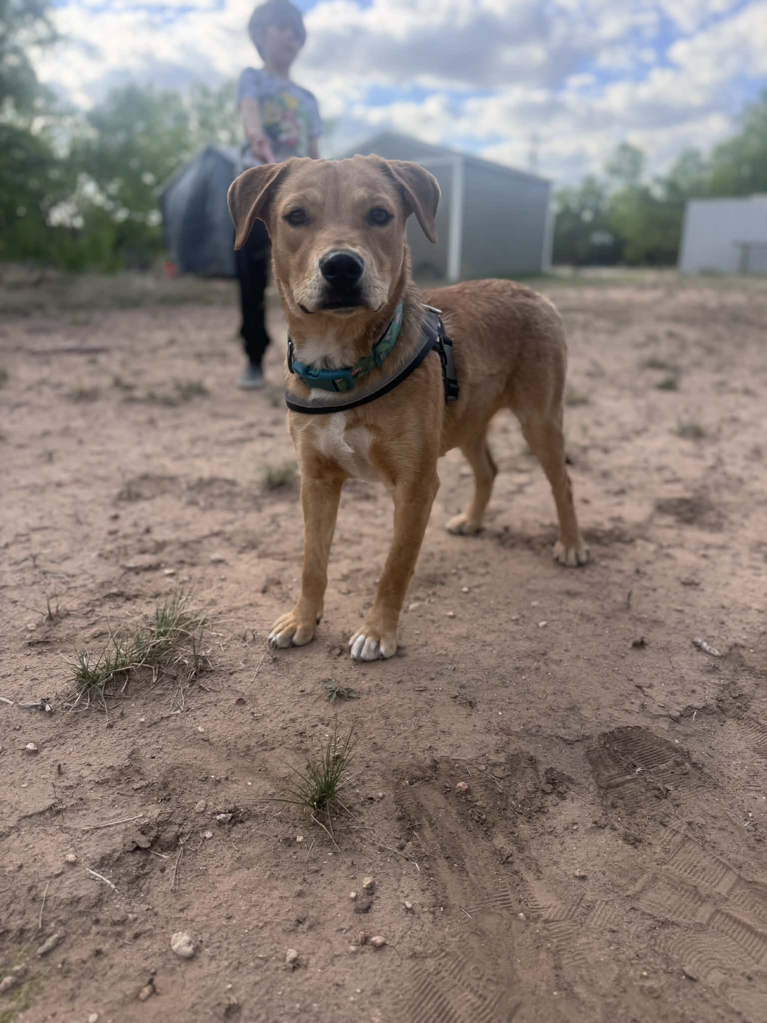 Peanut