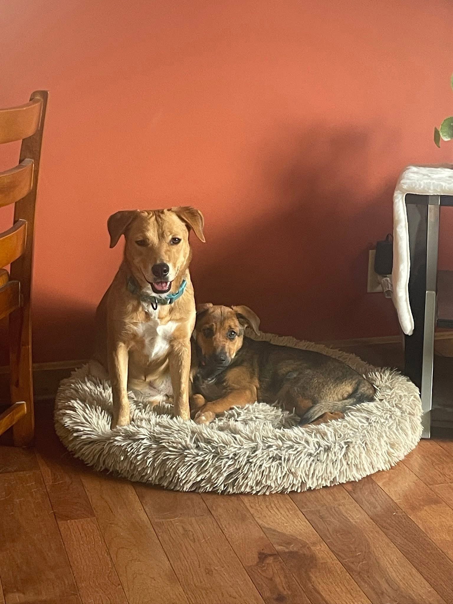 Peanut - Retriever / Terrier (short coat)