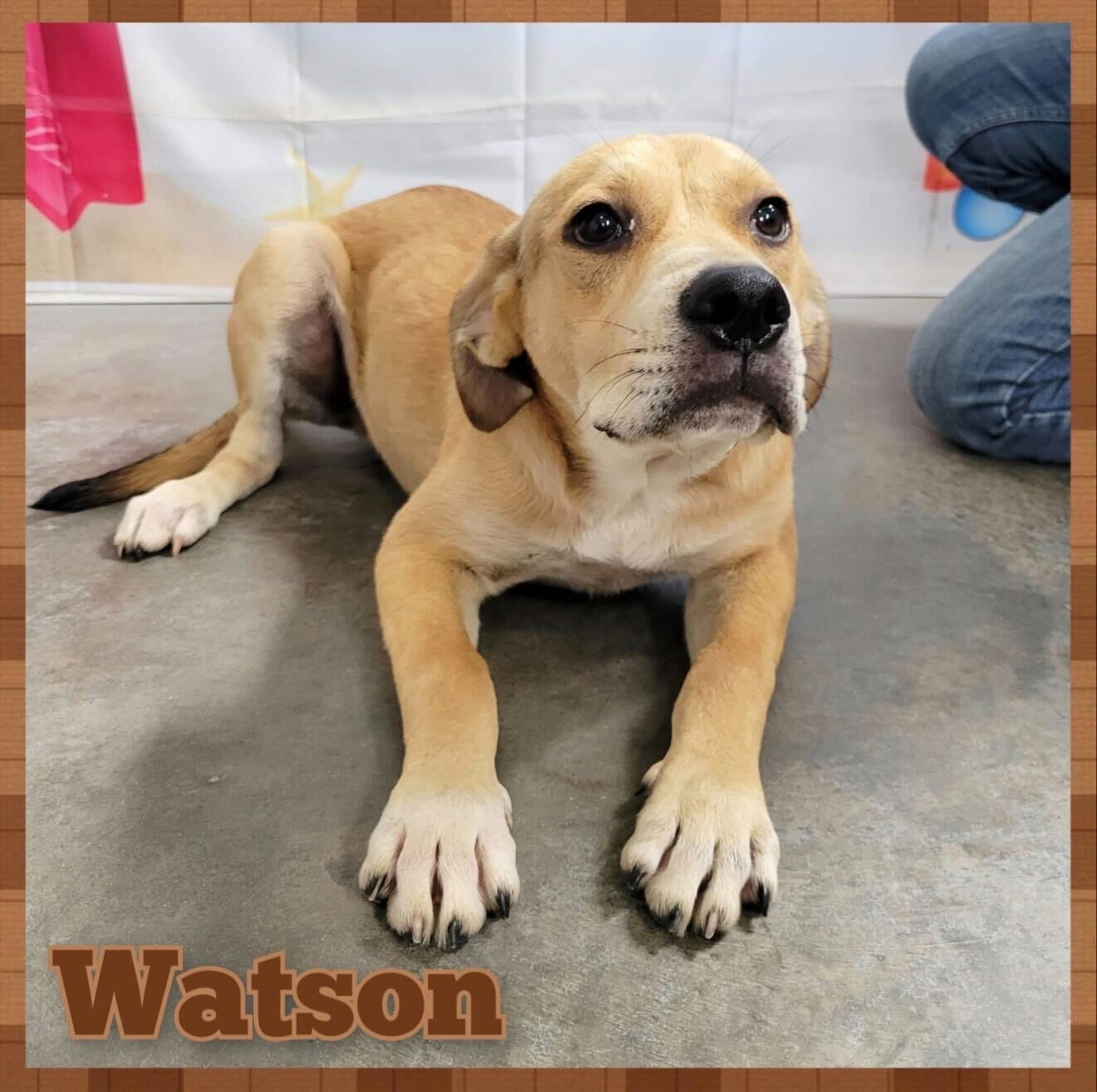 Watson