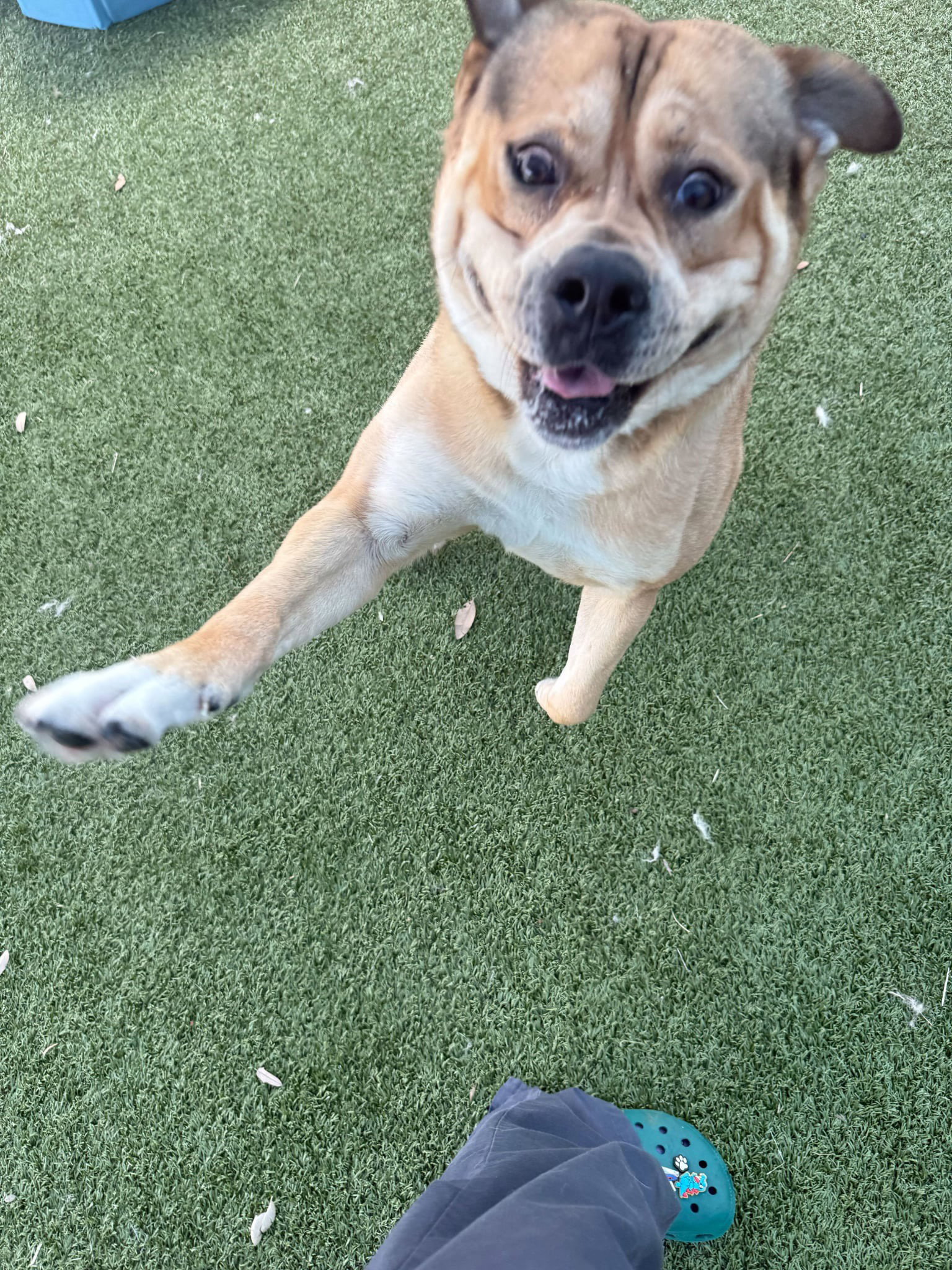 Watson