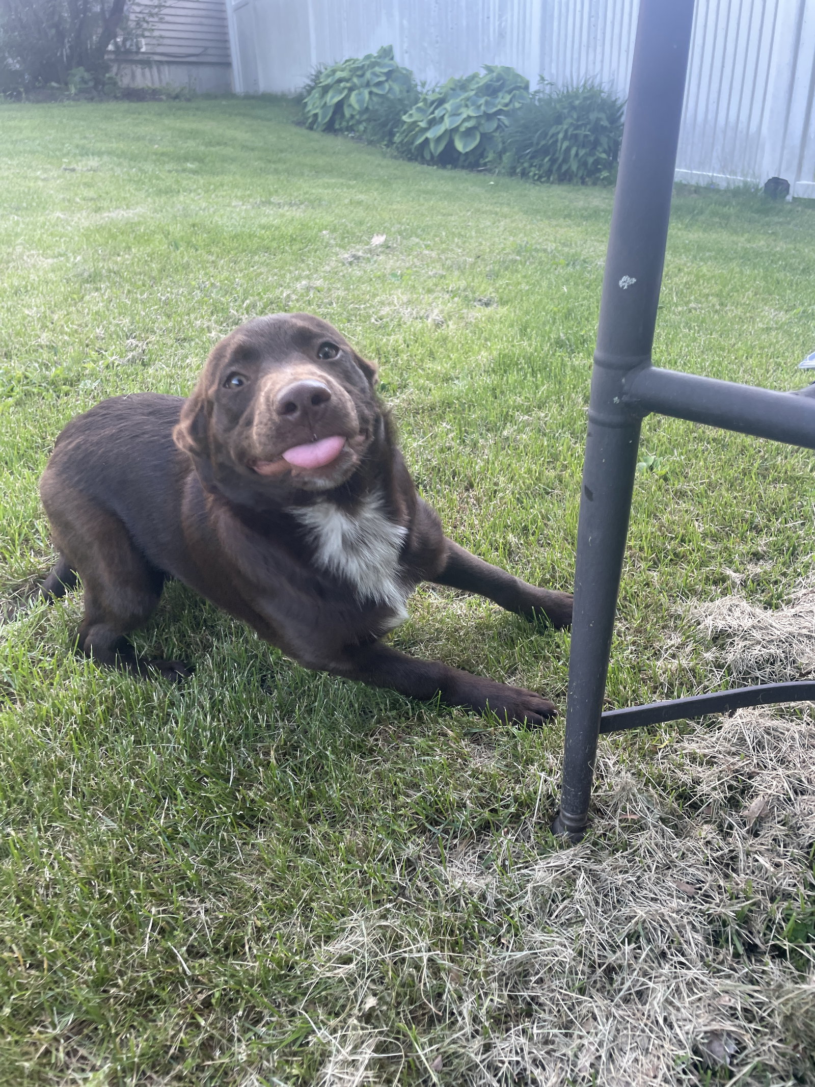 Remy - Labrador Retriever / Shepherd / Mixed (short coat)