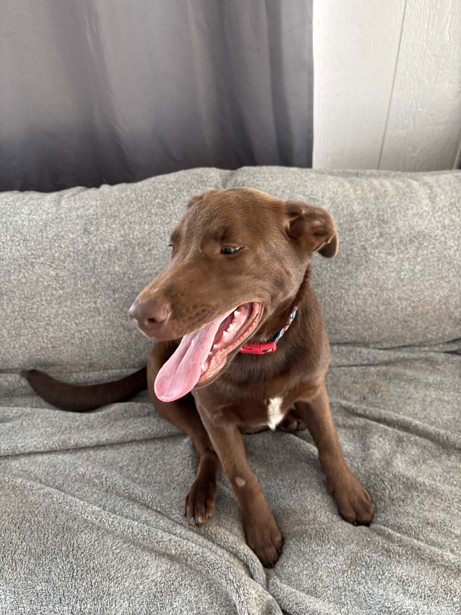 Dakota - Chocolate Labrador Retriever / Shepherd / Mixed (short coat)