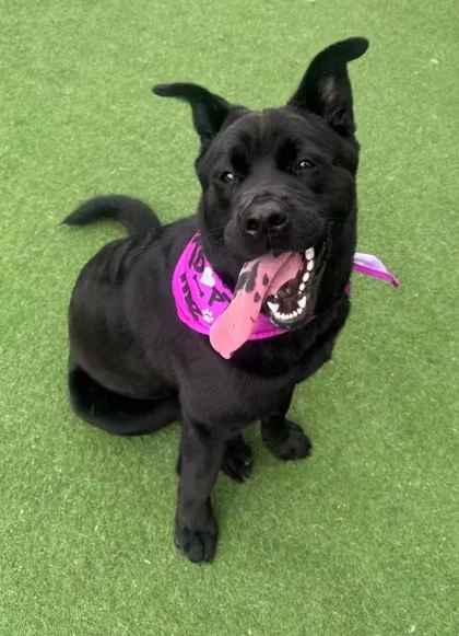 Osita