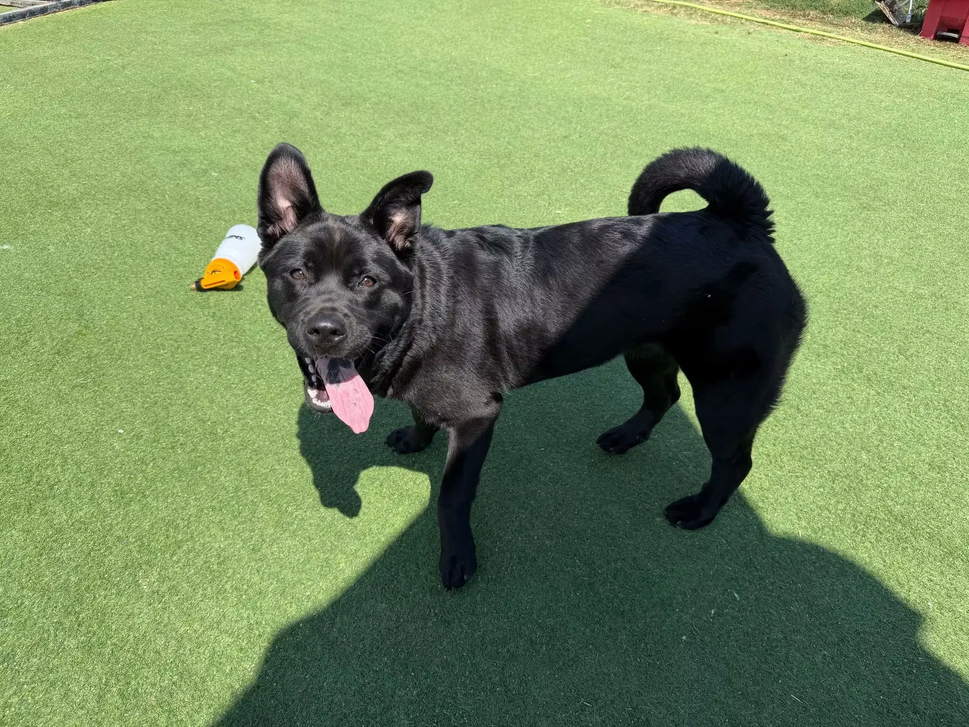 Osita image 3