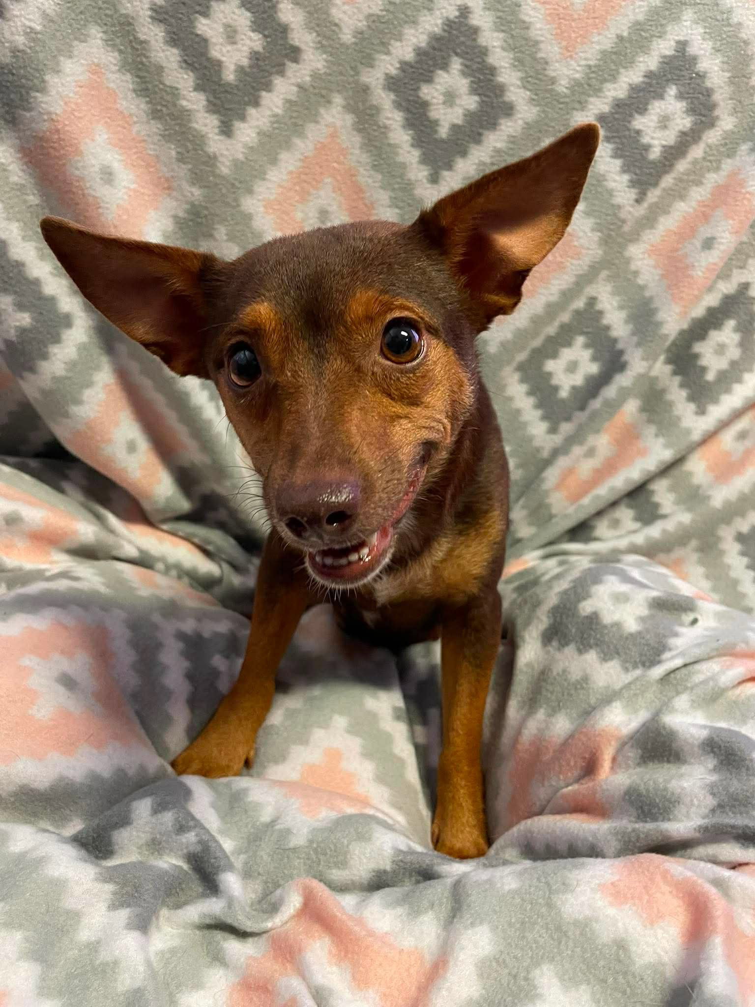 Dory - Chihuahua / Mixed (short coat)