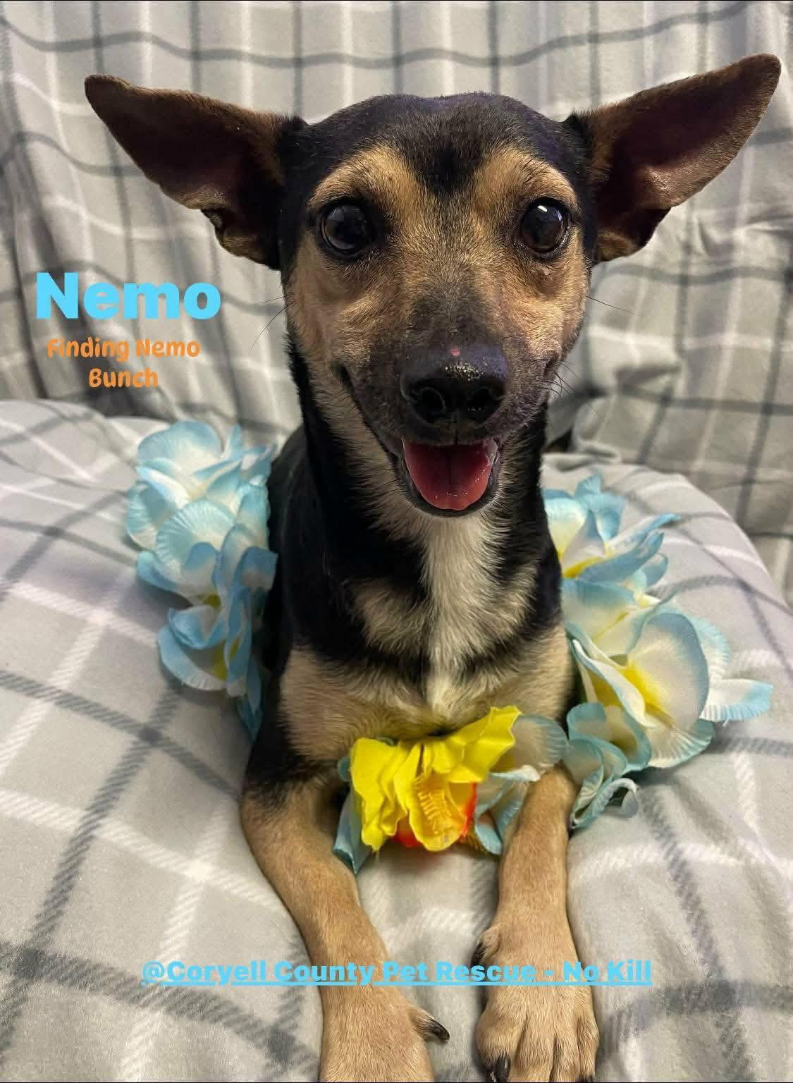 Nemo - Chihuahua / Mixed (short coat)
