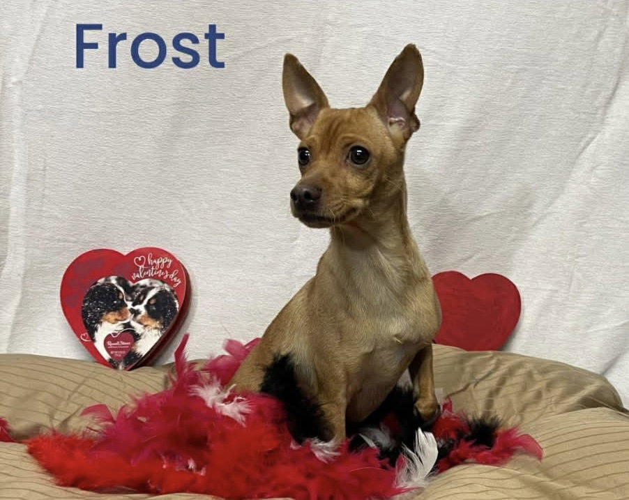 Frost - Chihuahua / Miniature Pinscher / Mixed (short coat)