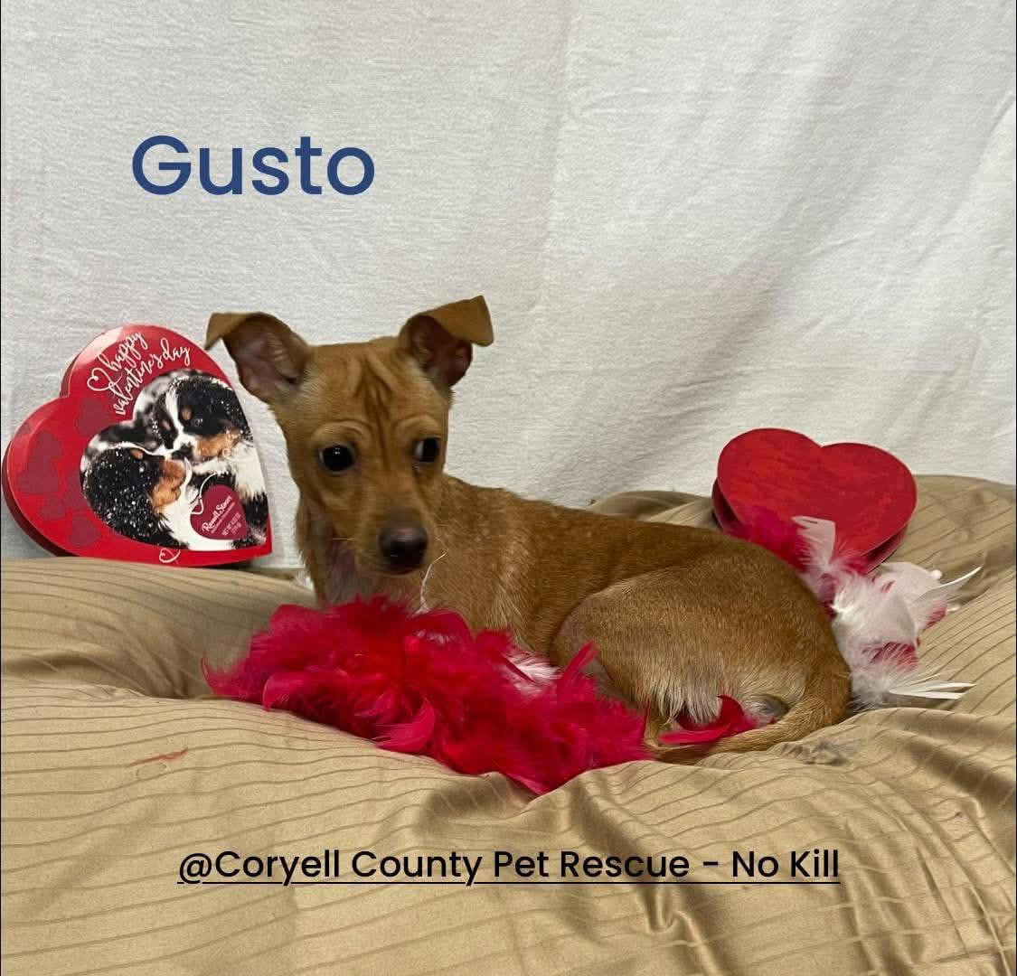 Gusto - Chihuahua / Mixed (short coat)