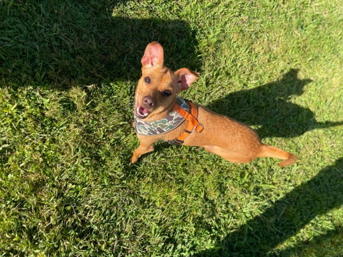 Gusto, an adoptable dog