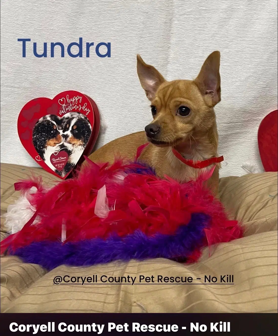 Tundra - Chihuahua
