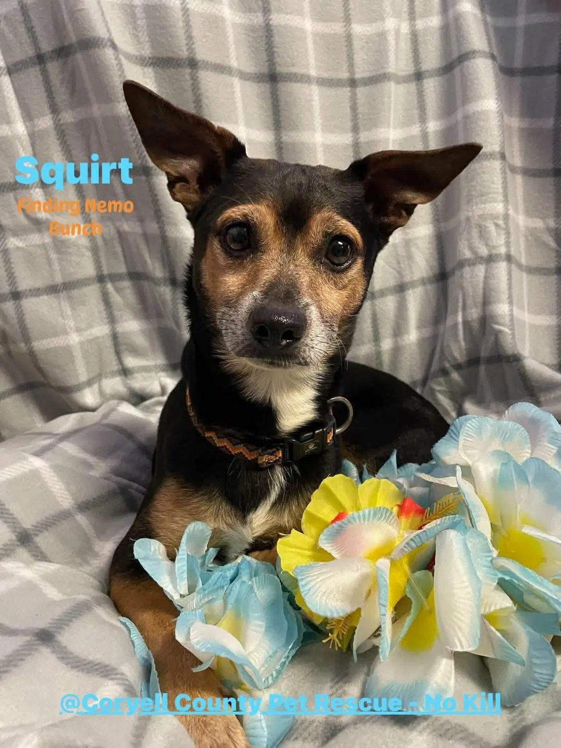 Squirt - Chihuahua