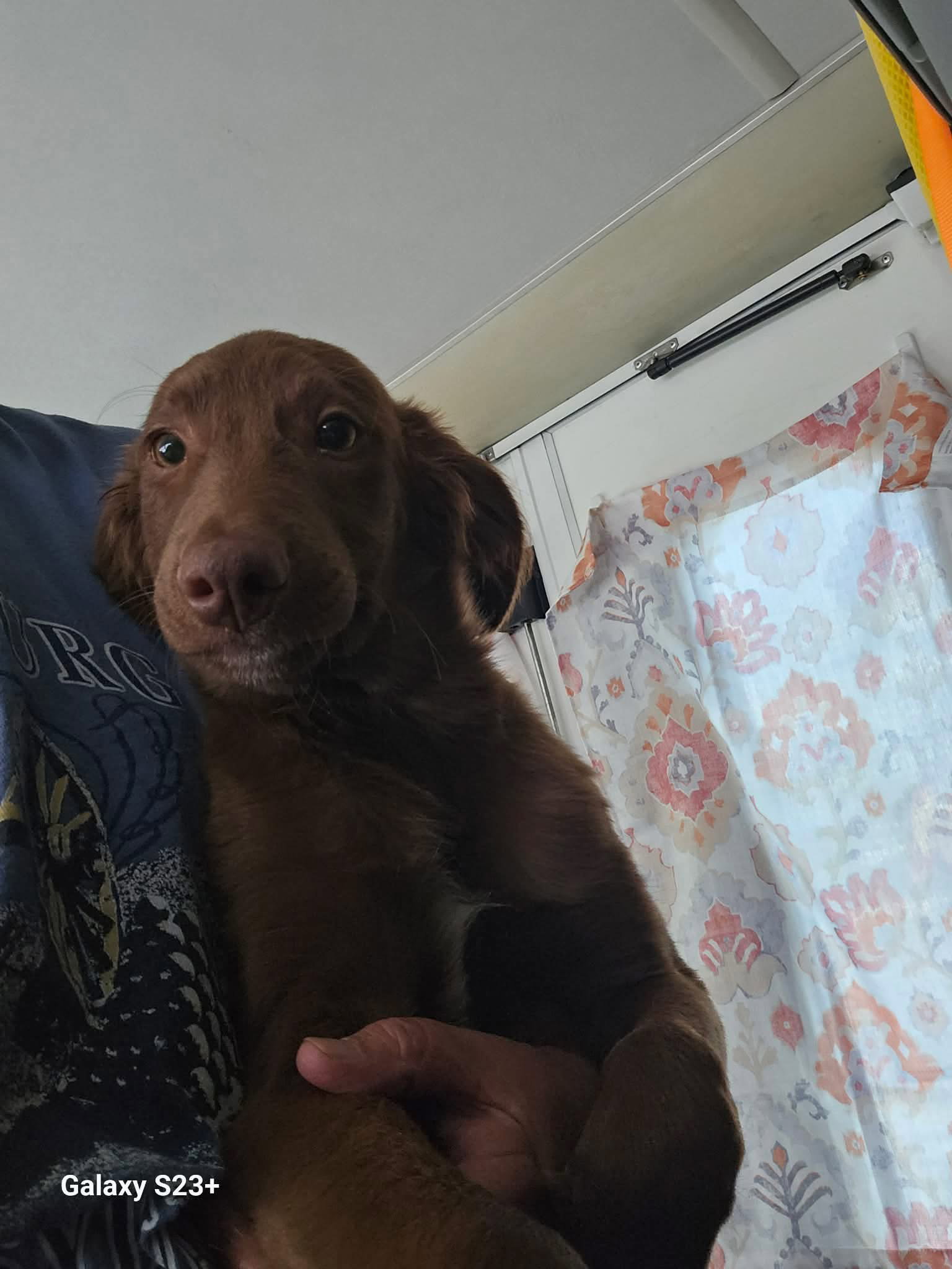 Teddy - Labrador Retriever / Shepherd / Mixed (short coat)