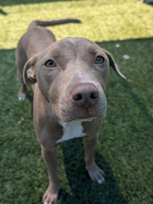 picture of the dog needing adoption
