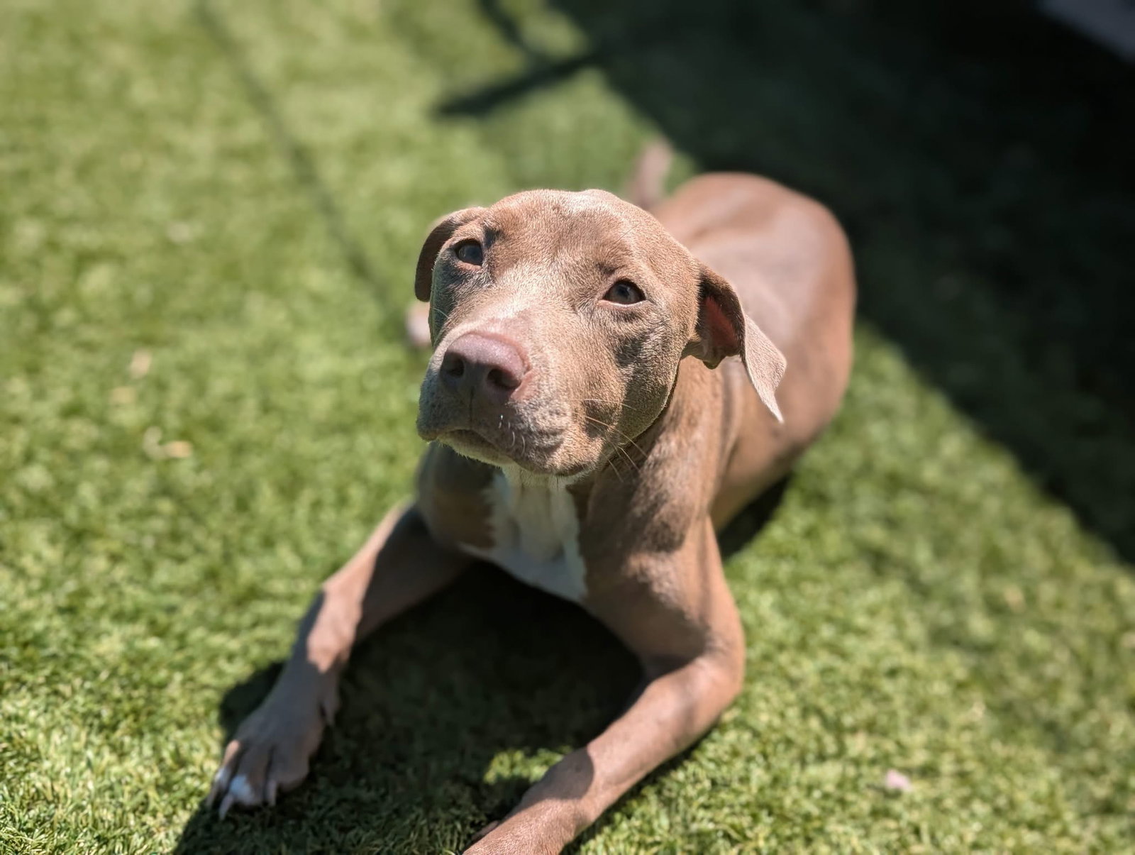 Bella