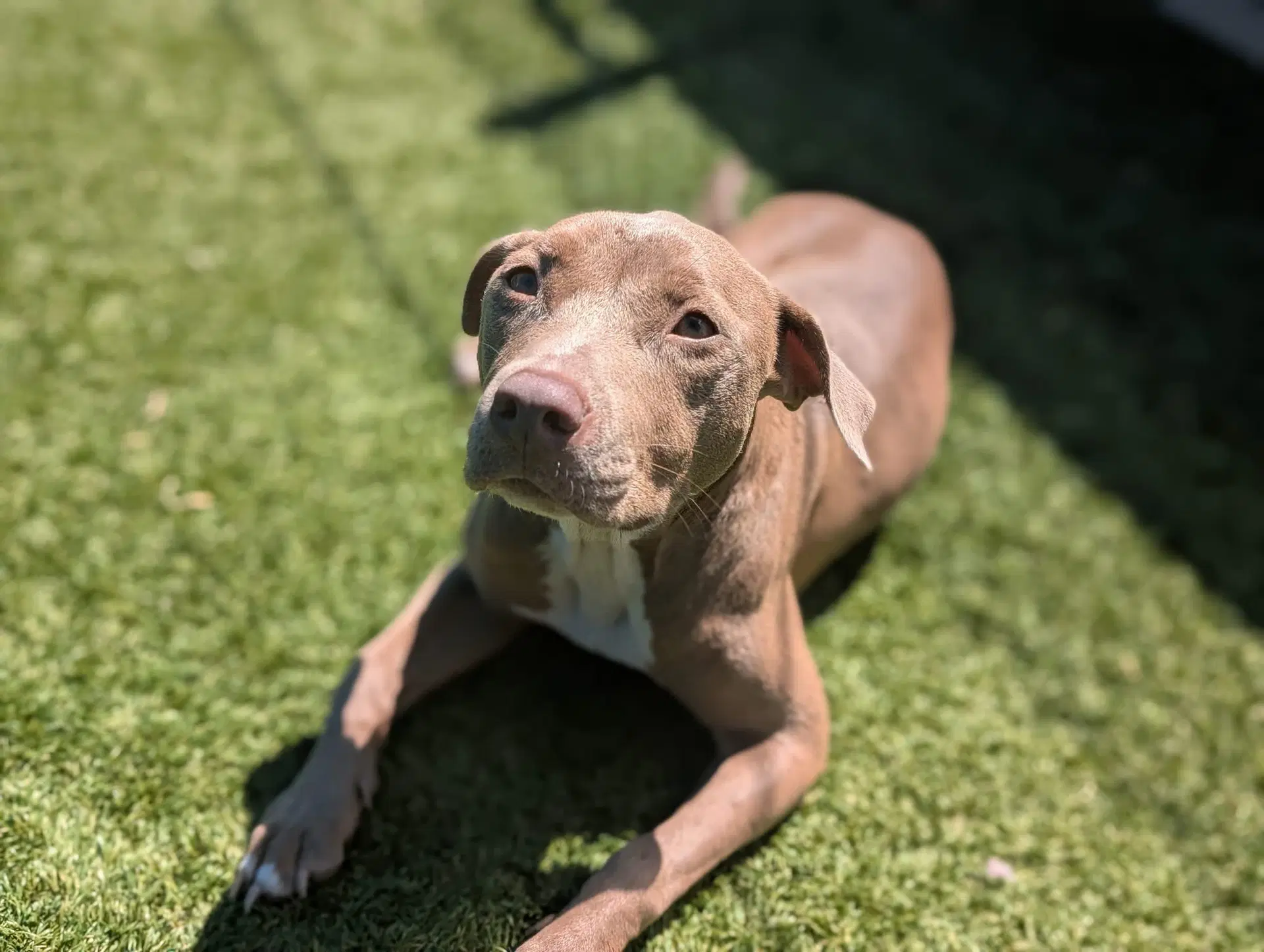 Bella image 2