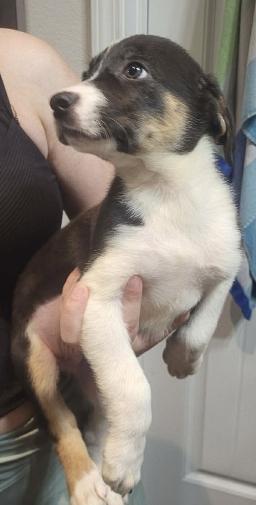 Cash, an adoptable dog