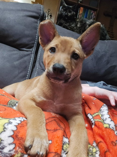 Charli, an adoptable dog