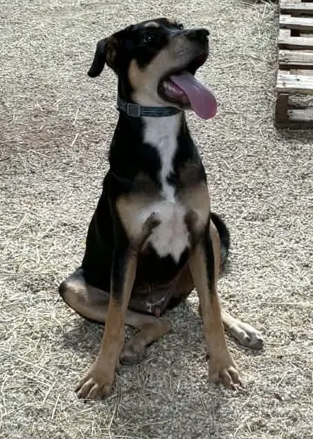 Baby - Shepherd