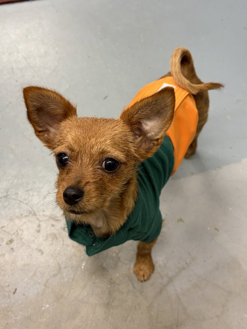 Layla, an adoptable dog