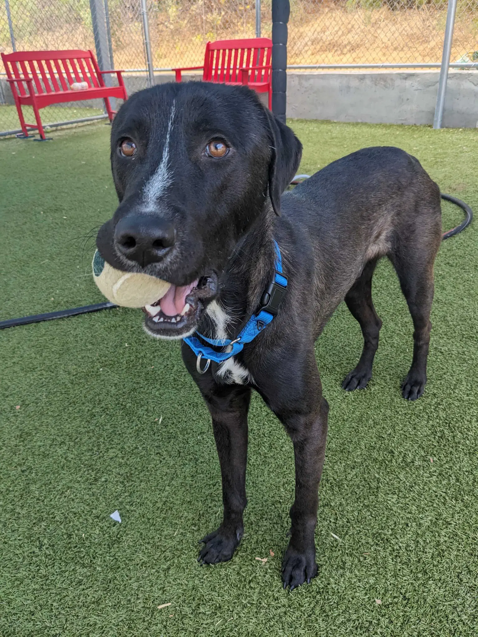 Dexter - Labrador Retriever