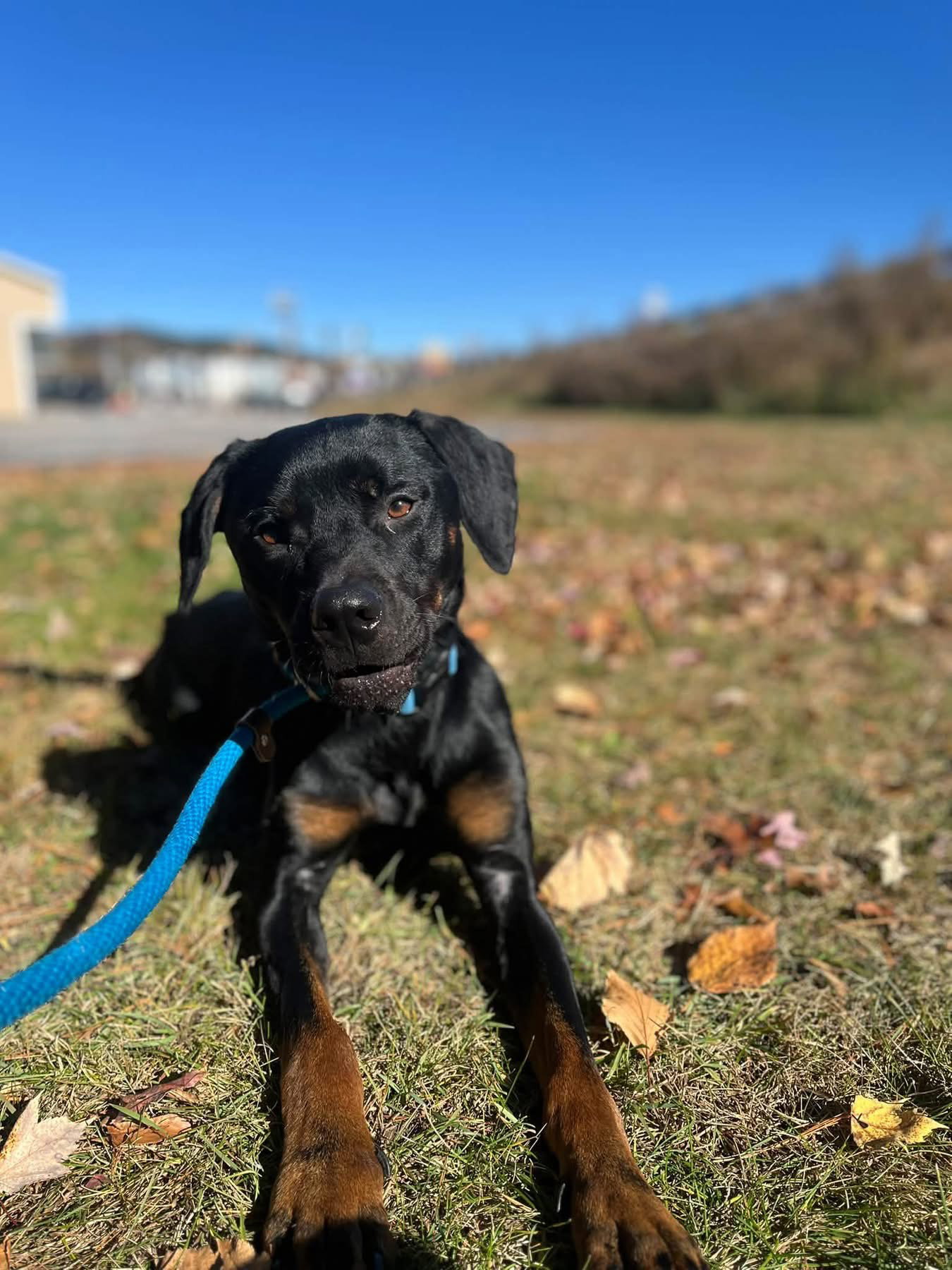 Brody, photo 4