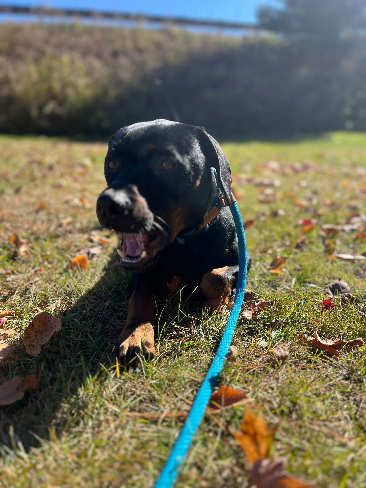 Brody, photo 5