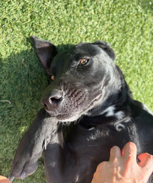 Hallie, an adoptable dog