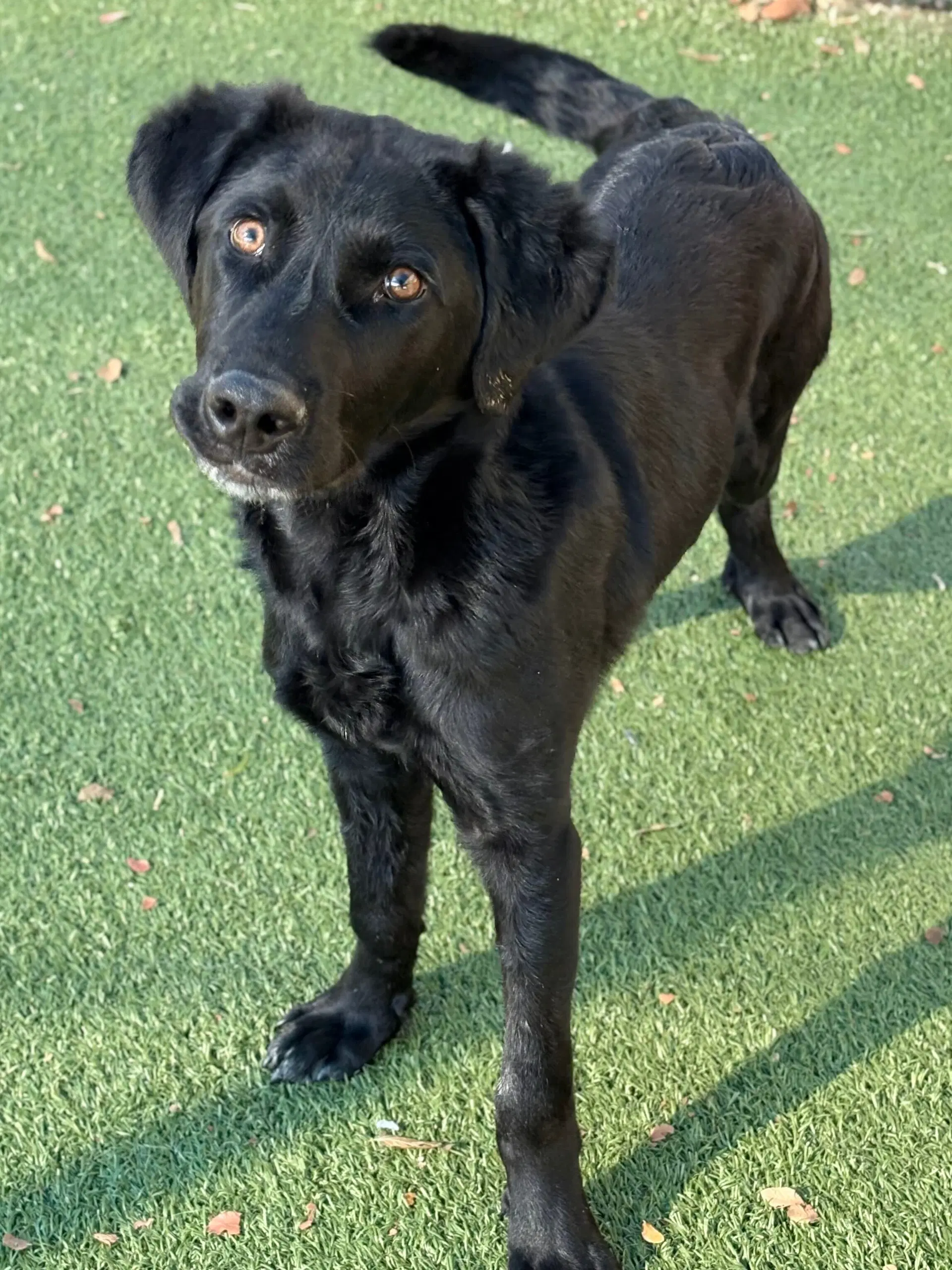 Bud - Retriever