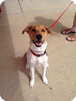 Coonhound jack sales russell mix