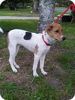 Coonhound jack sales russell mix