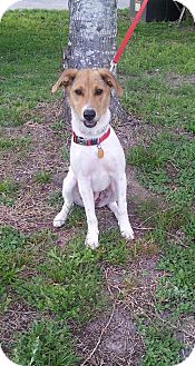 Coonhound jack sale russell mix