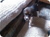 Lily (Beagle Puppy)
