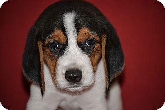 Patches (Beagle Puppy)
