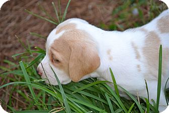 Sweet Pea (Beagle Puppy)