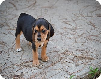 Teddy (Beagle Puppy)