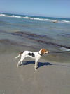 Murphy