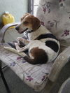 Murphy