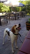 Murphy