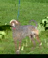 Mr Sniffers