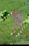 Mr Sniffers