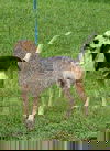 Mr Sniffers