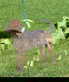 Mr Sniffers