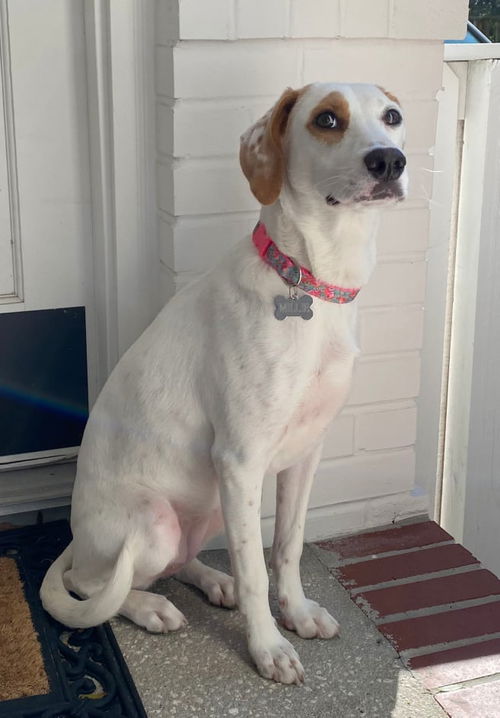 Millie (Kiara)