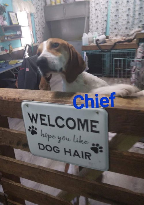 Chief