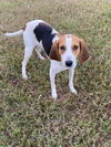 Lucy Lou