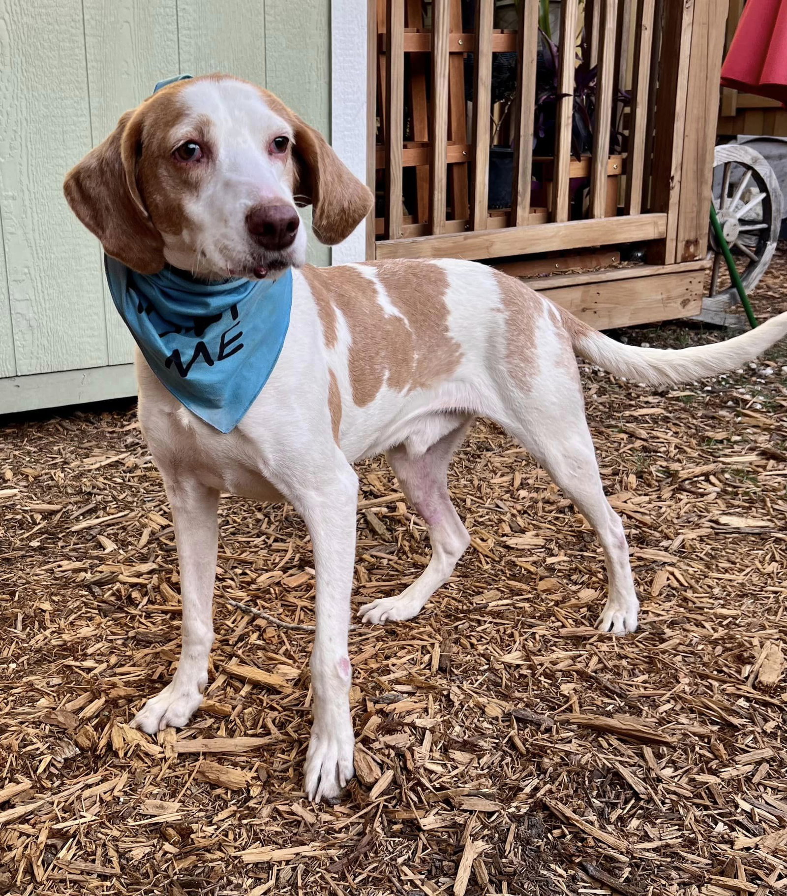 Dog for Adoption Carter, a Treeing Walker Coonhound in Yulee, FL