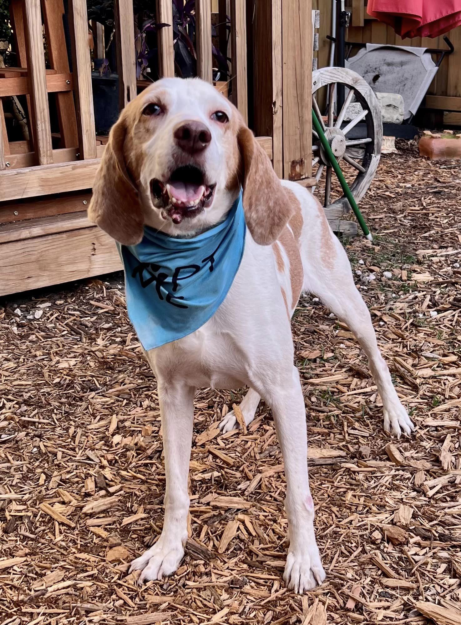 Dog for Adoption Carter, a Treeing Walker Coonhound in Yulee, FL
