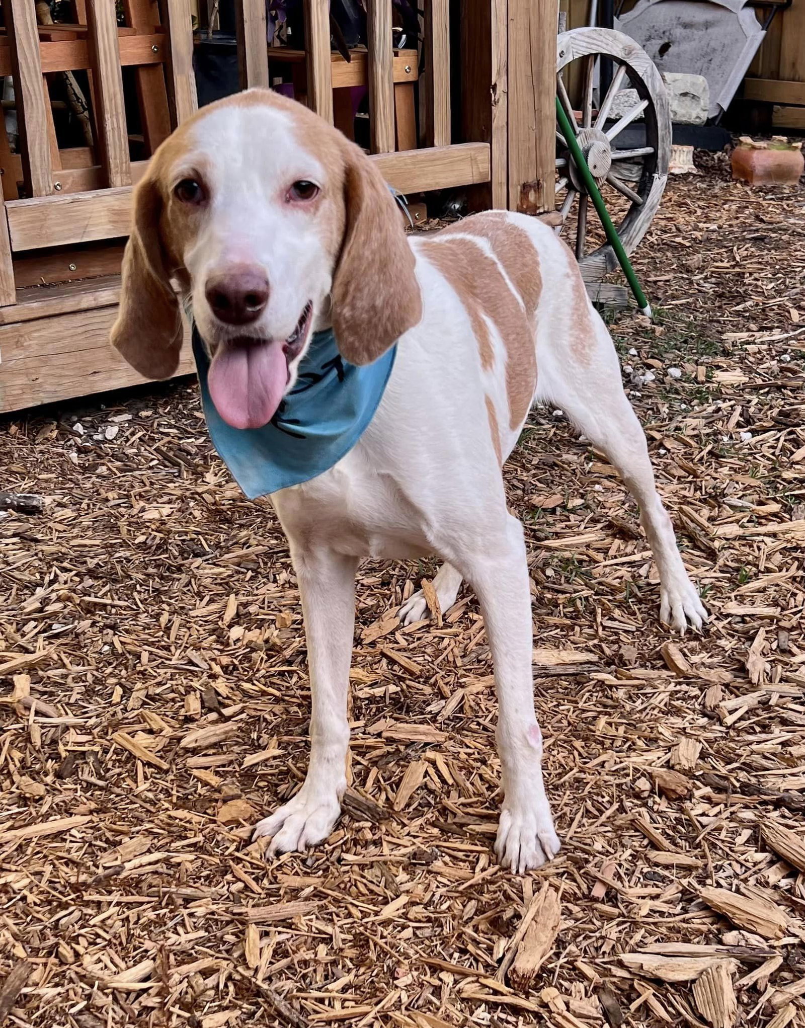 Dog for Adoption Carter, a Treeing Walker Coonhound in Yulee, FL